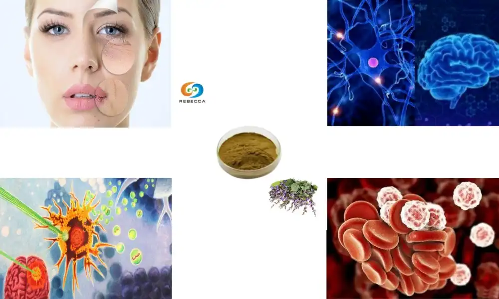 Can Acid Carnosic Support Brain Health and Function?